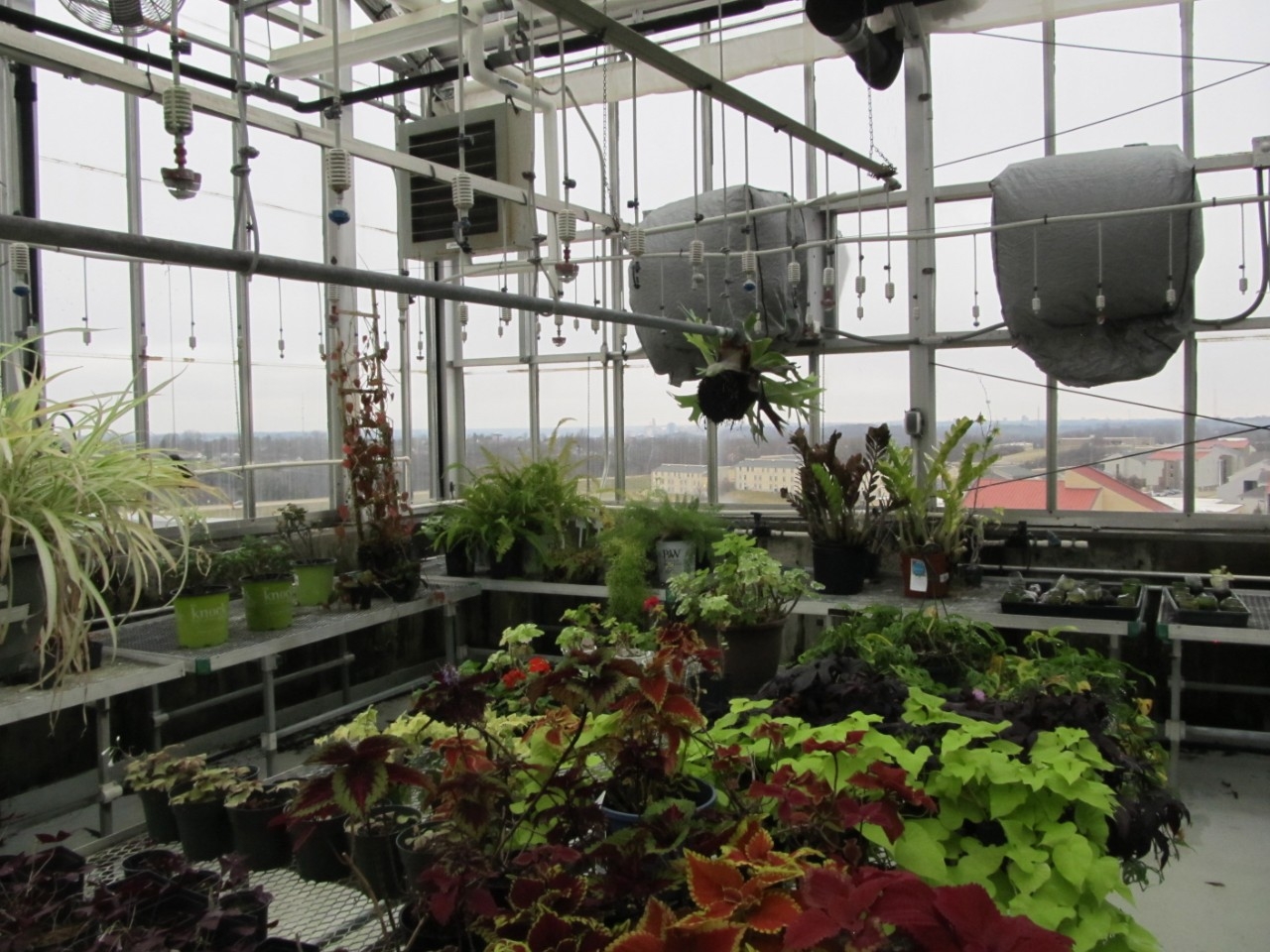 NKU's greenhouse filled with vibrant, green plants.